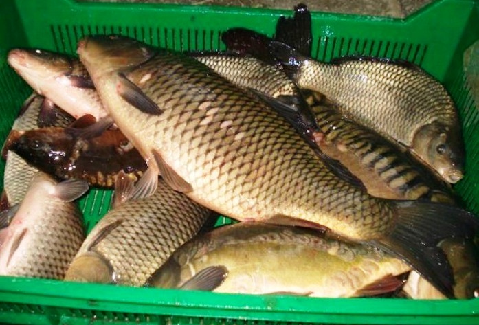 Из Астраханской области не выпустили в Казахстан 19 тонн сазана