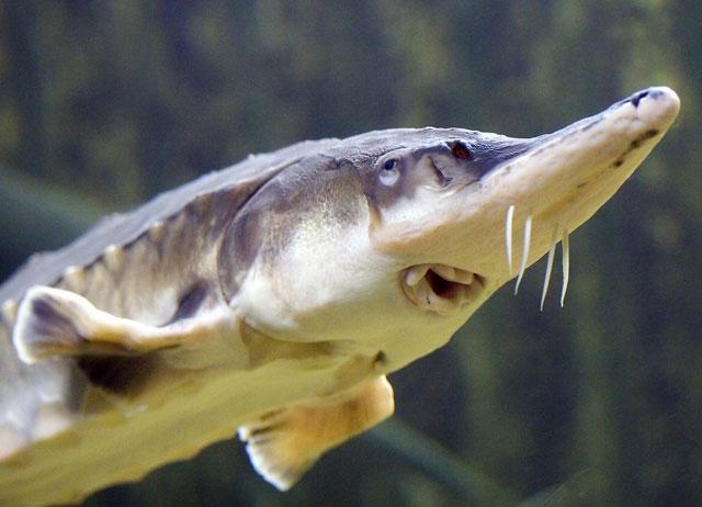 В Астрахани осуждены трое посредников между браконьерами и ресторанами