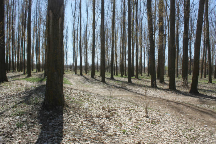 Вокруг Астрахани хотят создать «зеленый щит»