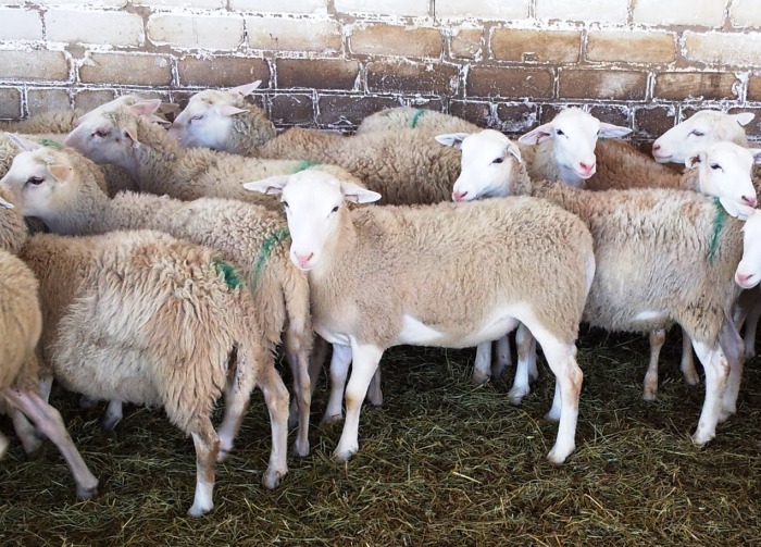 В Астрахани житель Дагестана потерял полтора миллиона на фантомных овцах
