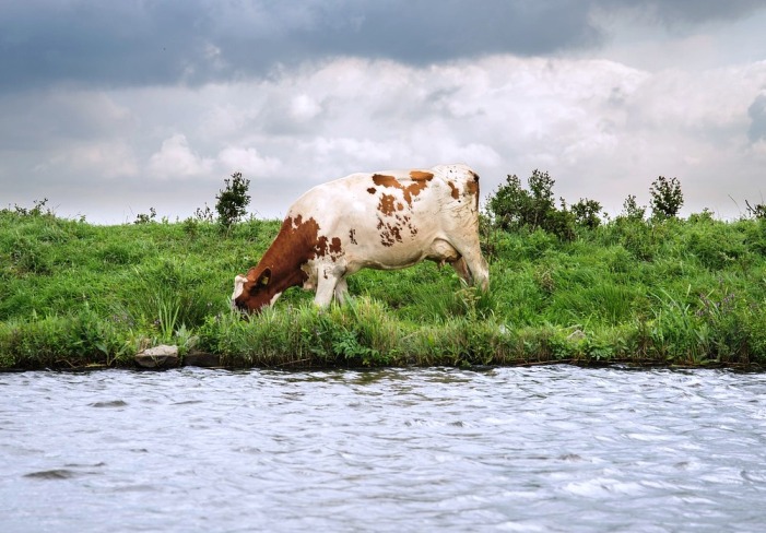 Под Астраханью подвыпивший работник пытался собрать коров в степи и утонул
