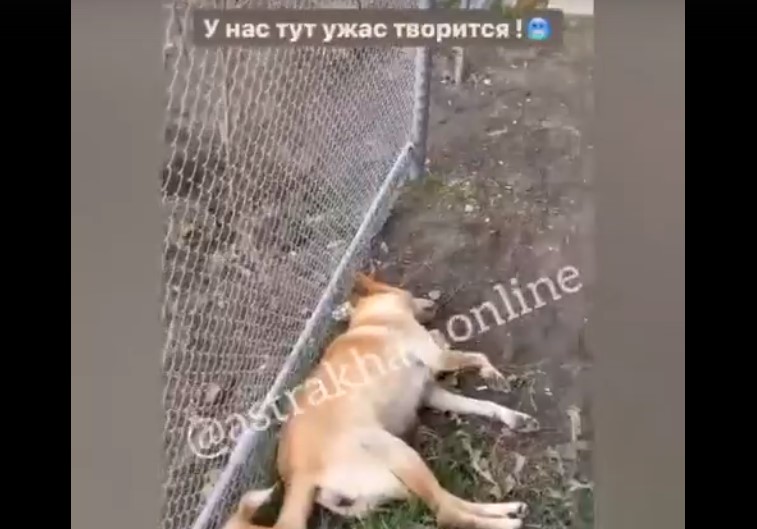 Астраханец изнасиловал собаку и выкинул из окна