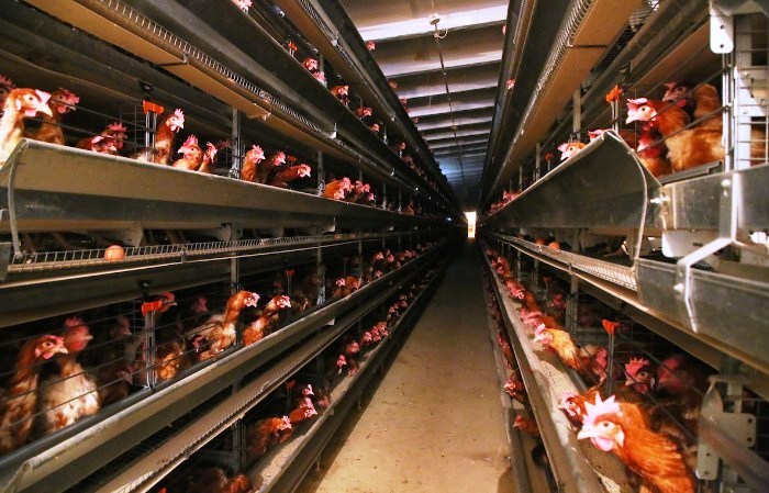 На ведущей астраханской птицефабрике вновь ввели карантин из-за птичьего гриппа