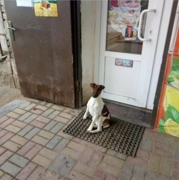 В Астрахани грустный песик два дня ждет хозяина из магазина