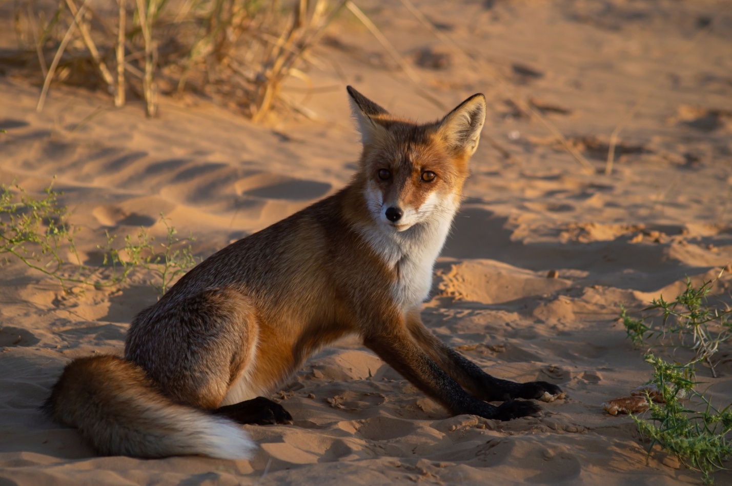 Ручные лисы на бархане Большой брат стали жертвой доверчивости и человеческой жестокости