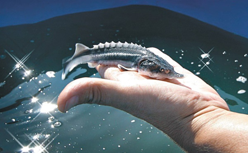 Ученые из Астрахани впервые начали делать генетические анализы осетровым видам рыб