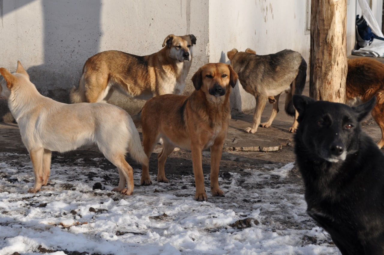 Телефон горячей линии по нападению собак в Астрахани недоступен