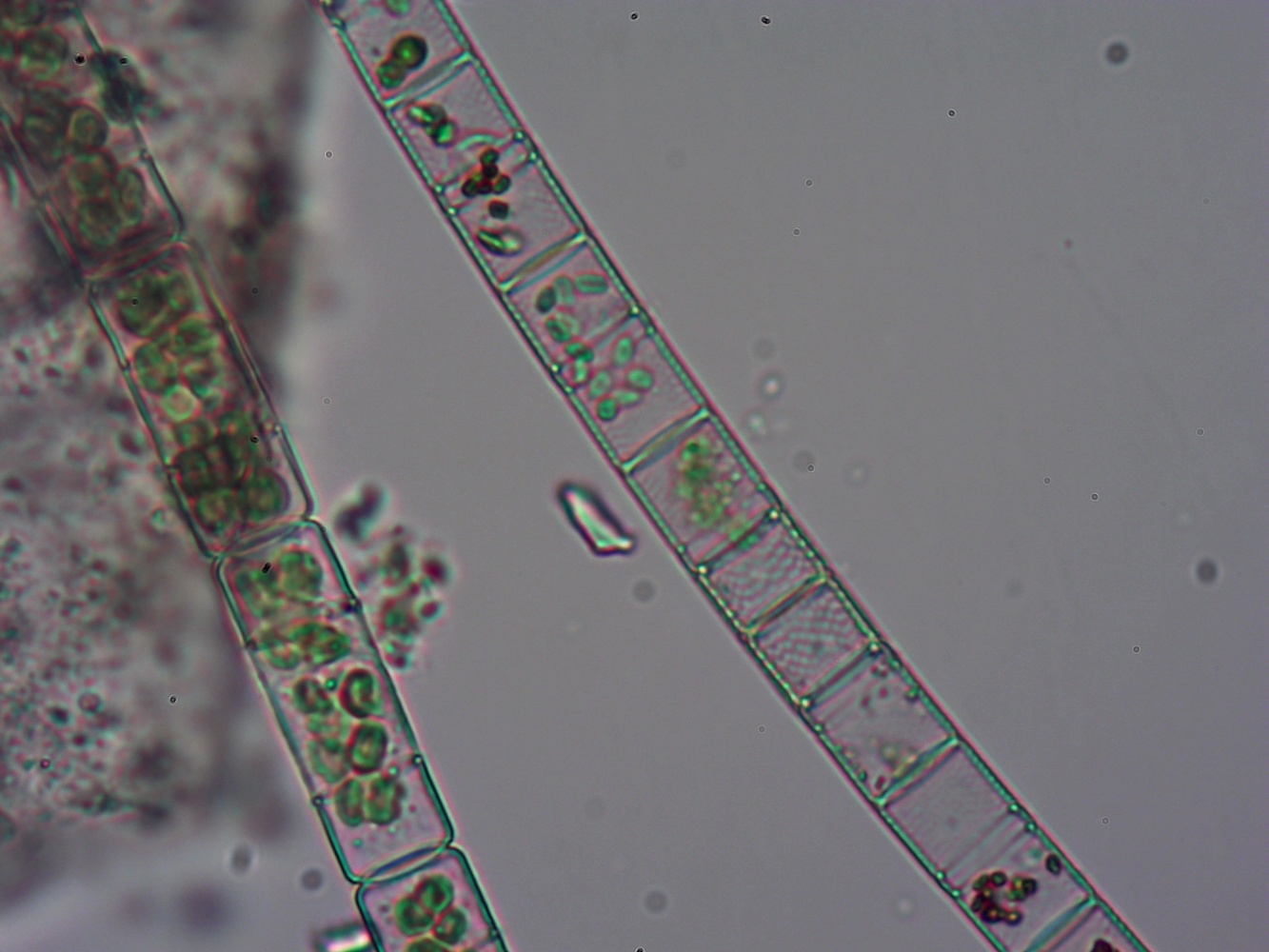 Записки астраханского натуралиста. Почему летом «цветет» вода
