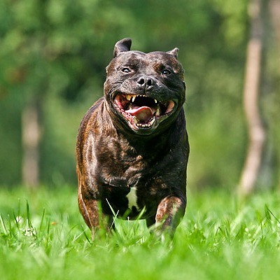 В Астрахани бойцовская собака напала на пенсионерку