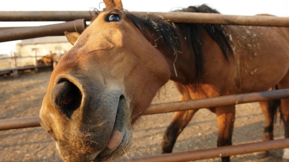 В администрации Астрахани рассказали, где кататься на лошадях законно и безопасно
