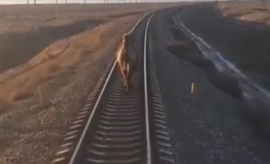 Беспардонный верблюд задержал поезд в Астраханской области почти на час