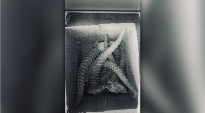 Астраханца поймали на продаже материала особо ценного вымирающего животного