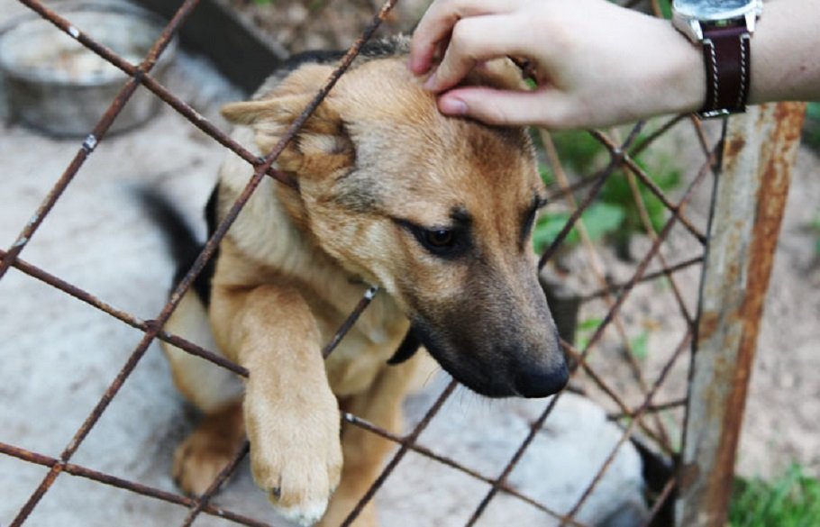 Липецкие чиновники приезжали в Астрахань за опытом по созданию собачьего приюта