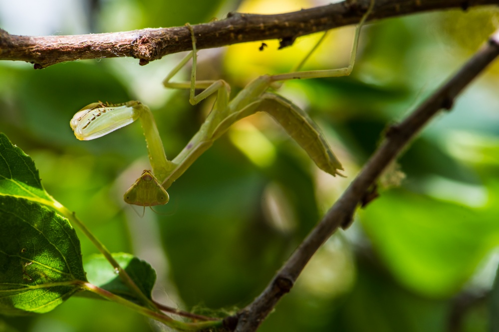 Записки астраханского натуралиста. Новый для региона вид богомолов