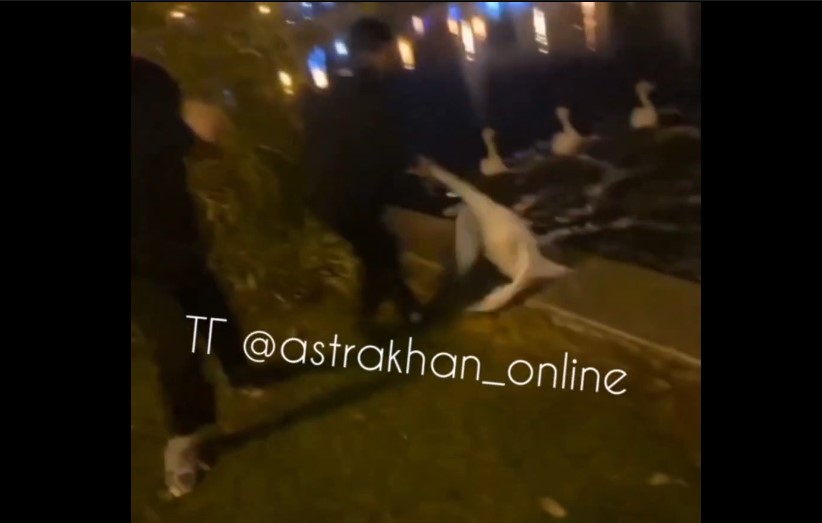 Жестокое обращение с лебедем сняли на видео в Астрахани