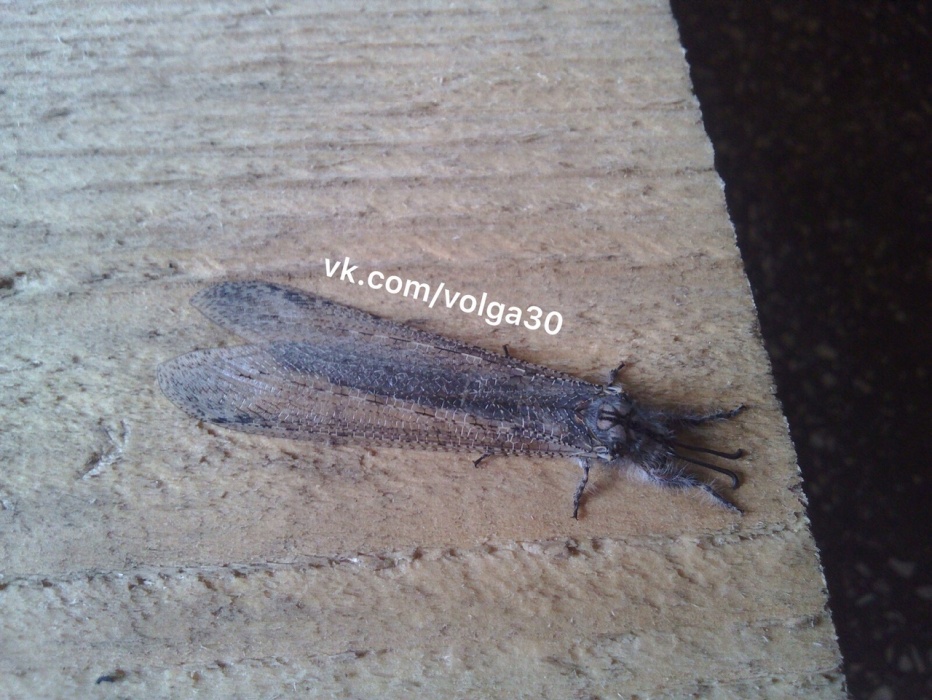 Астраханцы запечатлели непонятное насекомое