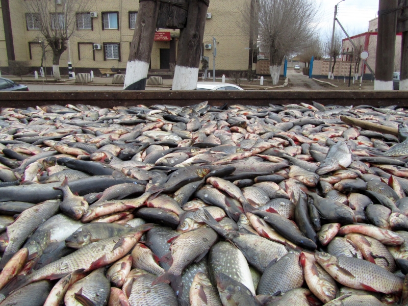 В Астрахани полицейские изъяли у водителя грузовика более девяти тонн рыбы