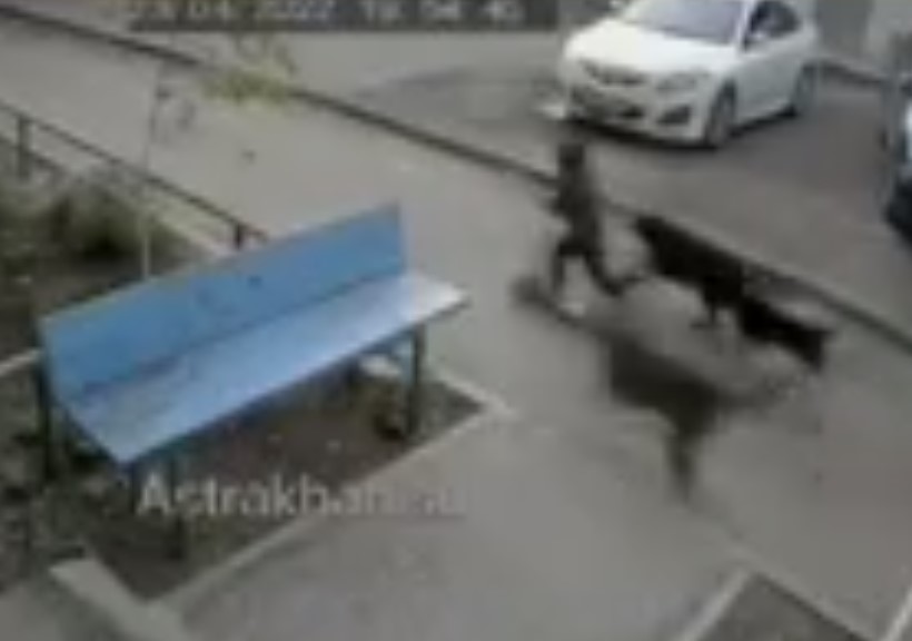 В Астрахани стая собак напала на ребенка: видео 