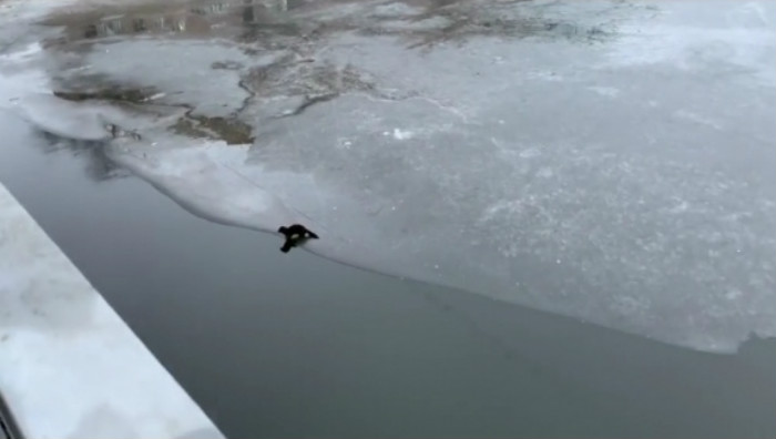 Видео дня: в Астрахани забавный зверек прыгает по льду