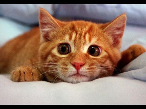 В Астрахани судебные приставы таки передали кота и попугая на реализацию