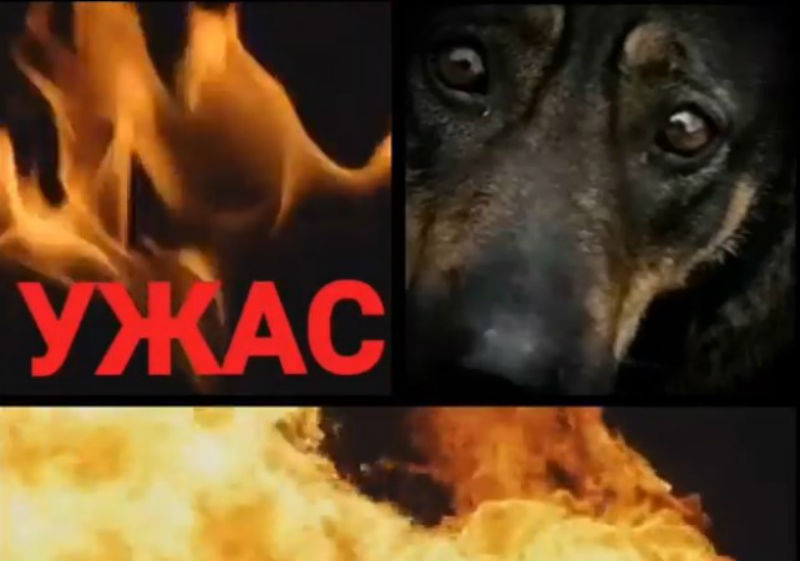 Астраханцы заявляют о варварском отлове ручных биркованных собак, власть безмолвствует