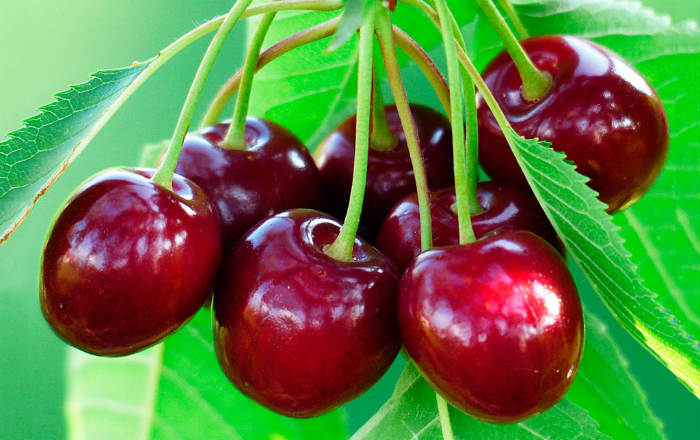 В Астраханской области продают Феровию и Самбу