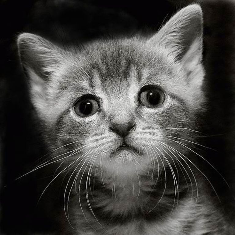 Осужден астраханец, убивший котенка на глазах у детей