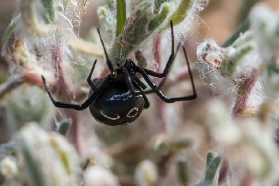 Что делать астраханцам при укусах смертельно опасных змей и пауков