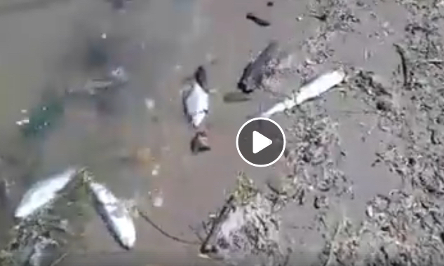 Специалисты продолжают выяснять причину гибели рыбы в АЦКК