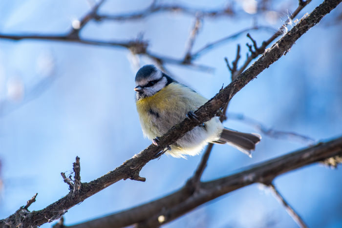 Записки астраханского натуралиста. Птицы на кормушках