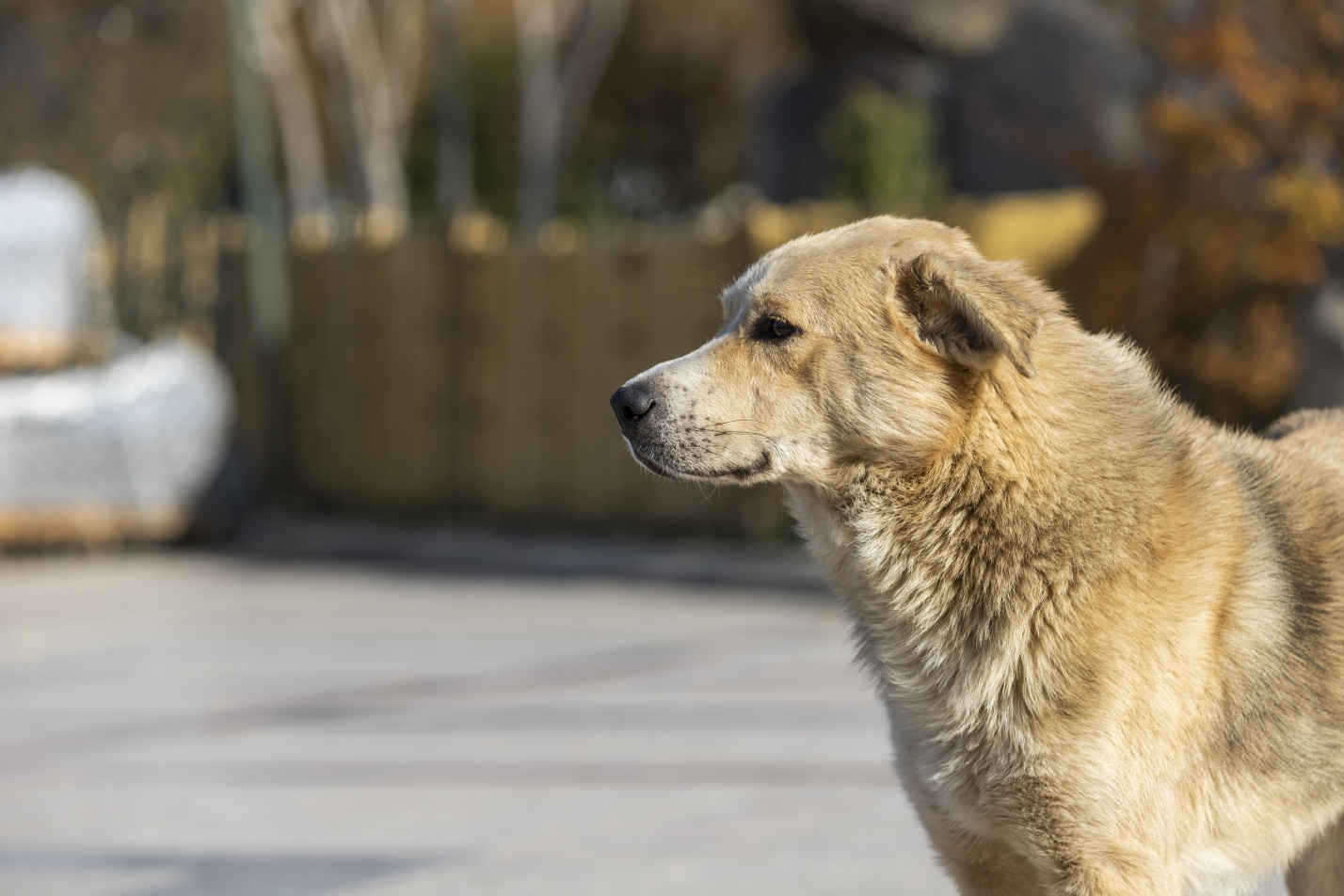 Евгений Дунаев внес в астраханскую облдуму новый законопроект о собаках 