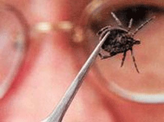 Клещи покусали более 1000 астраханцев