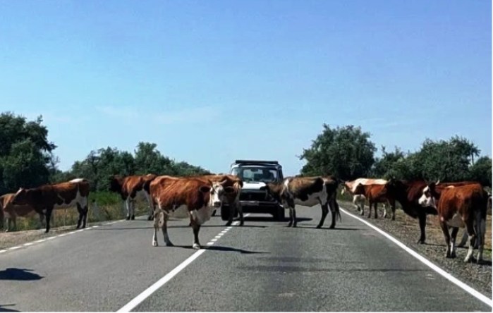 В Астраханской области главам четырех районов поручили оборудовать места для гуляющего по дорогам скота