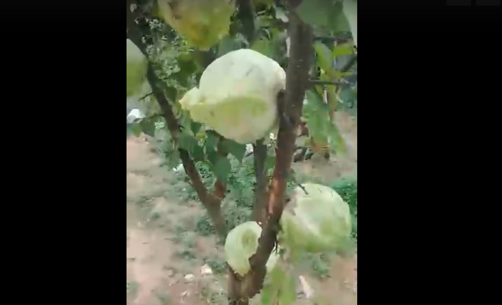Под Астраханью на дереве выросла капуста