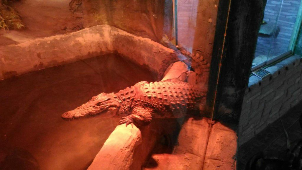В Астрахани крокодил, спасенный на пожаре в "Октябре", впервые поел
