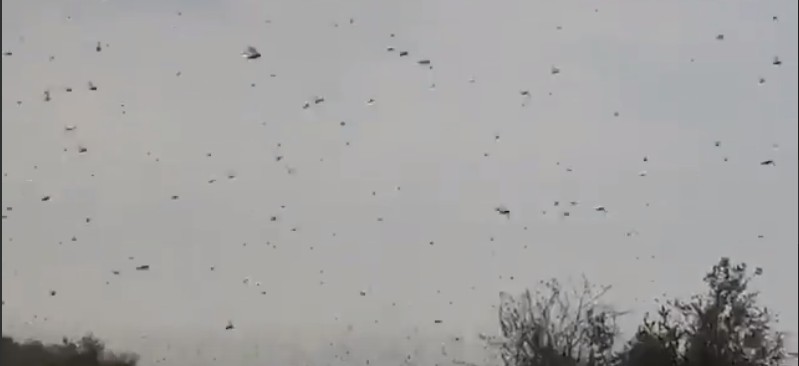 В Астрахани на видео попали полчища саранчи