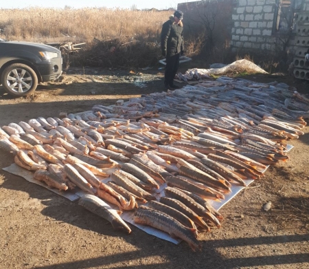 Более двух тонн осетрины изъяли астраханские полицейские. Видео