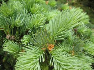 В Астрахани начали продавать новогодние сосны