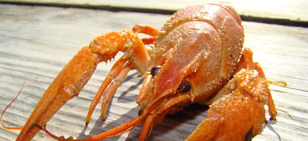 Четверг стал неудачным днем для астраханца, поймавшего почти 500 раков