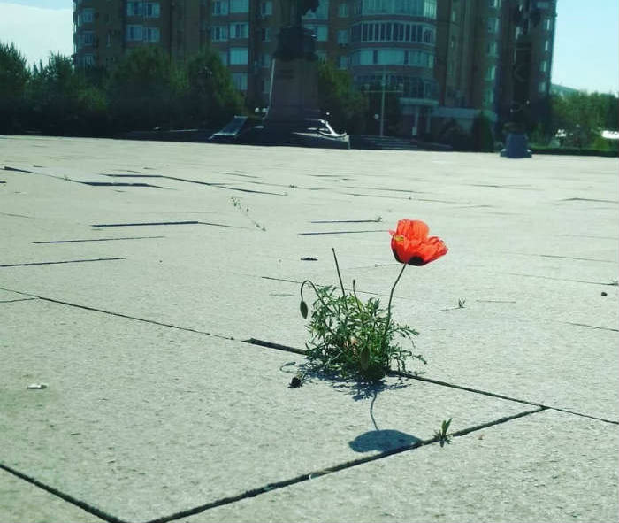 В центре Астрахани сквозь бетон пробился мак                              
