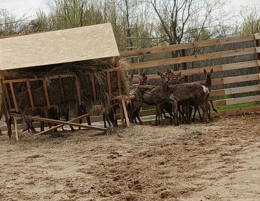 Благородных оленей завезли в Астраханскую область
