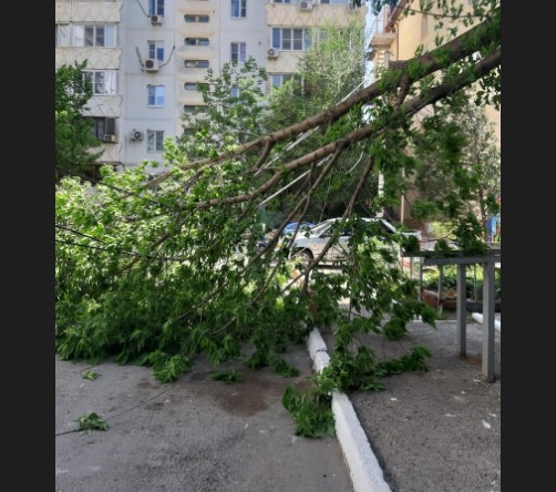 В Астрахани ураган снес дерево 