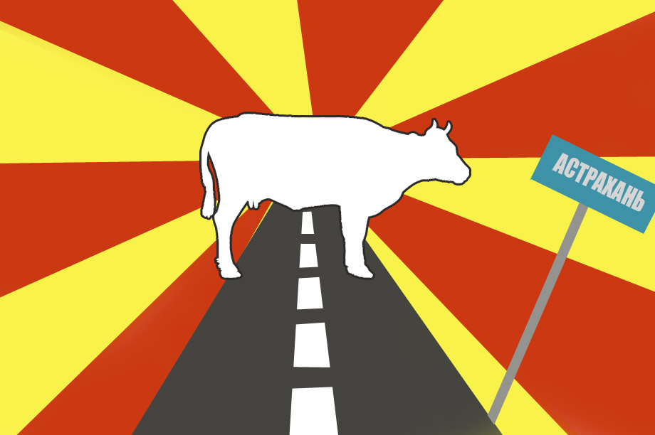 Появятся ли на астраханских дорогах коровы с катафотами?