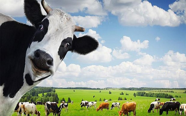 В Астраханской области обнаружили бруцеллез: фермерское хозяйство - на карантине