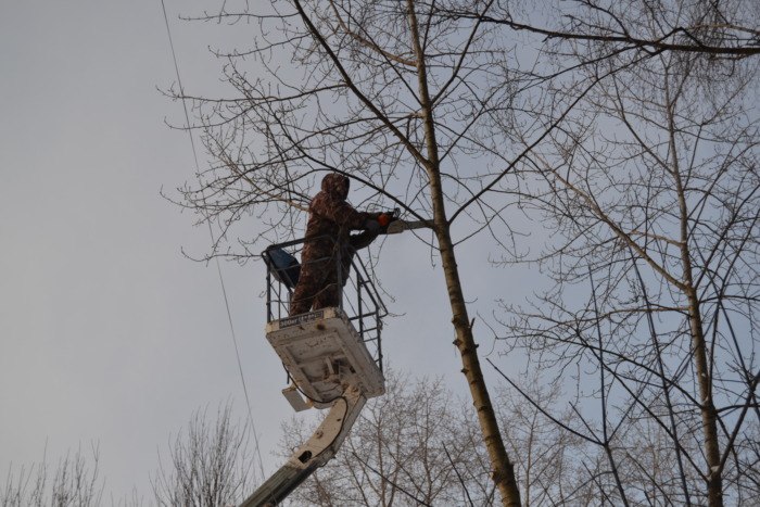 В Астрахани спилили около десяти тысяч деревьев