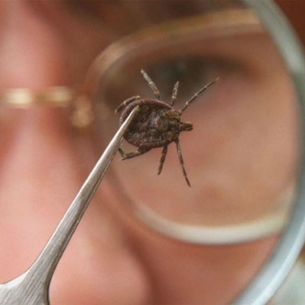 Более тысячи астраханцев пострадали от укусов клещей