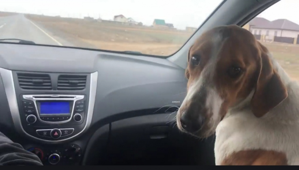 Астраханский депутат спас бездомную собаку (ВИДЕО)