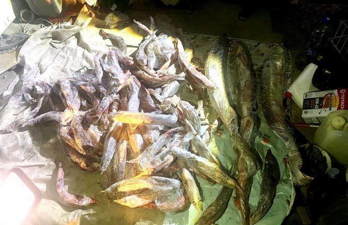 В Астраханской области у двоих сельчан обнаружили почти сотню туш осетровых