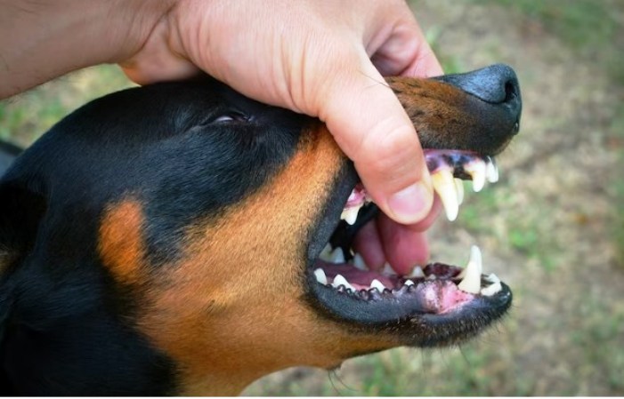 С начала года в Астраханской области собаки покусали более 3800 человек