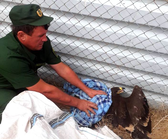 Астраханские природоинспекторы спасли птенца краснокнижного орла